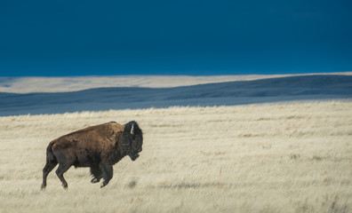 Bison in the prairie skies © Jillian