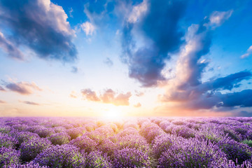 Lavender flower field at sunset - obrazy, fototapety, plakaty