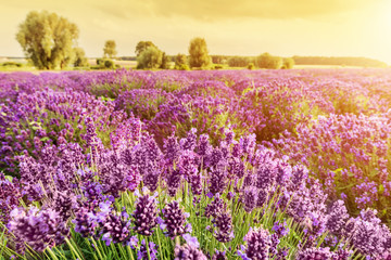 vender flower field landscape at sunset
