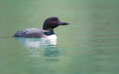 Loon in turquoise water