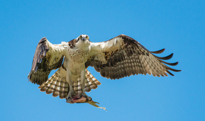 Osprey in flight with its food
