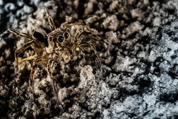 Camouflage Spider