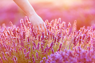 Woman's hand softly touching lavender flowers at sunset.