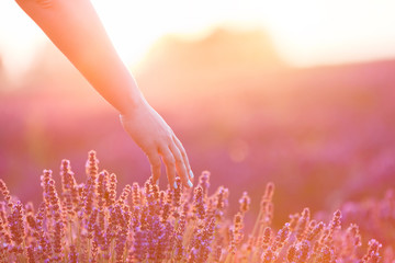 Woman's hand softly touching lavender flowers at sunset.