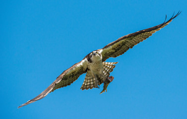 Fototapeta premium Osprey with its meal