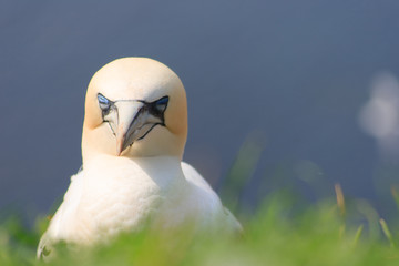 northern gannets, morus bassanus,