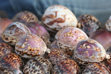 Group of Tiger Cowrie (Cypress tigris), shell with beautiful art arranged