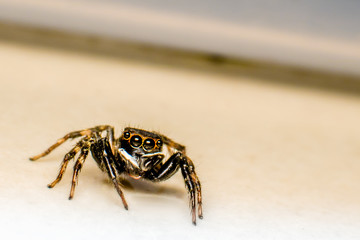 Tiny Black Spider