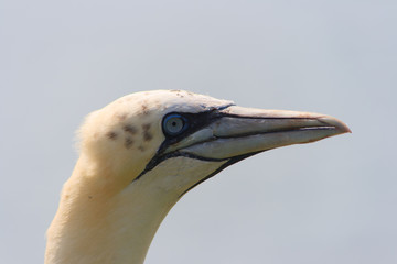 northern gannets, morus bassanus,