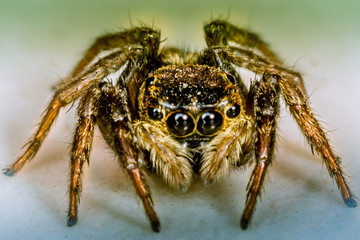Jumper Spider