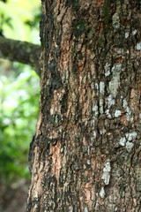 tree bark