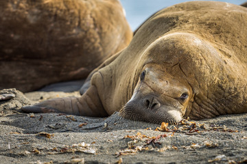 Walrus relaxing on a beach in Svalbard