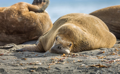 Walrus relaxing on a beach in Svalbard