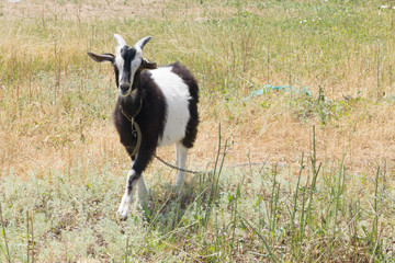 Black and white goat stands on the green yellow meadow