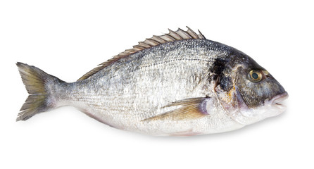 Sparus aurata