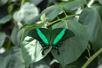 banded peacock butterfly, papilio palinurus © Pelin