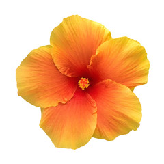 Orange color hibiscus flower top view isolated on white background, clipping path included