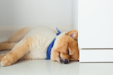 pomeranian puppy dog sleeping in home