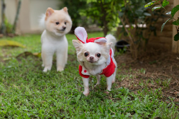 happy chihuahua small dog cute pet