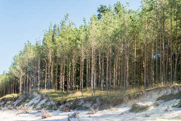 Summer forest landscape and summer forest background