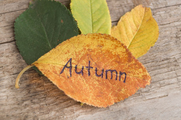 Green, yellow and orange leaves with inscription AUTUMN on the grey wooden background