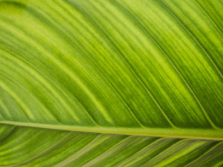 blur green leaf texture background , nature background
