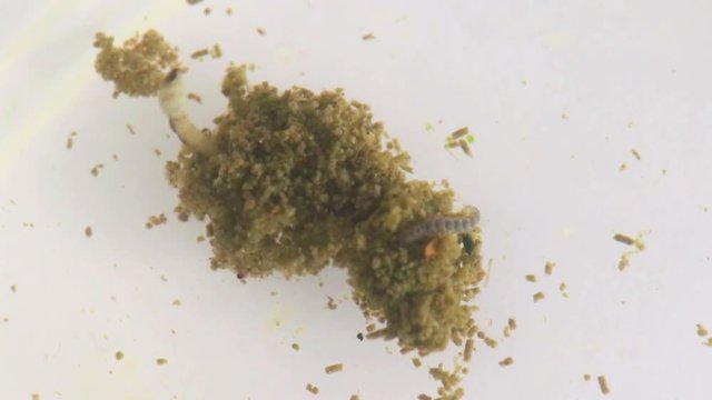 Macro of invertebrate life including mosquito larva eating detritus at the bottom of pond