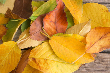 Pile of fallen colorful autumn leaves as a background, texture