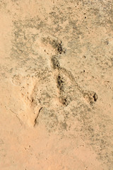 Ancient petroglyph carvings at Jebel Jassassiyeh site in Northern Qatar.