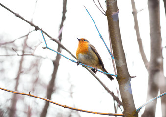 Bird is sitting at a vector lines