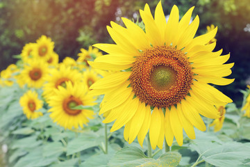 Fototapeta na wymiar beautiful spring flower, sunflower blossom blooming in garden