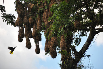 Cassique de Montezuma © delphinerodillon