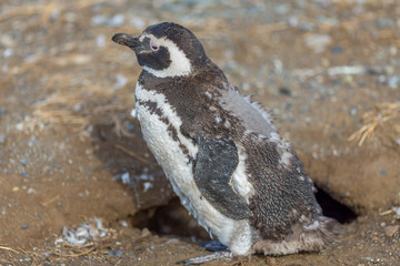 Wild Penguin, Isla Magdalena, Punta Arenas, Chile, Patagonia