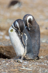 Wild Penguin, Isla Magdalena, Punta Arenas, Chile, Patagonia
