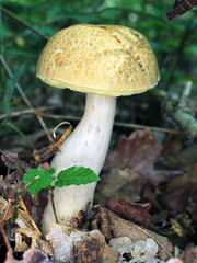 champignon des bois : cêpe