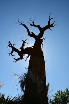 Baobab