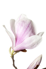 Fototapeta na wymiar Magnolia flower isolated on white background