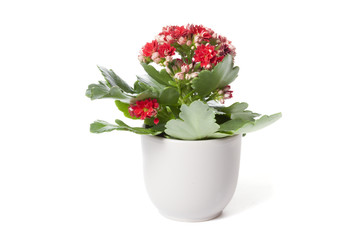 Red kalanchoe in flower pot isolated on white background