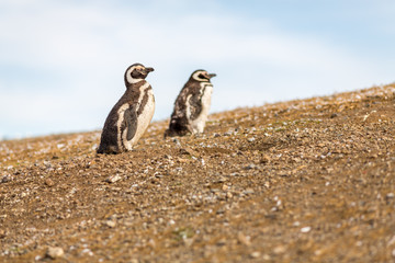 Wild Penguin, Isla Magdalena, Punta Arenas, Chile, Patagonia