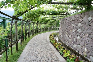 Weinlaub am Spalier im Sonnenlicht in weitläufiger Parklandschaft