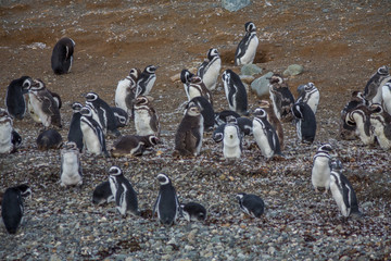 Wild Penguin, Isla Magdalena, Punta Arenas, Chile, Patagonia
