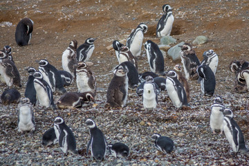 Wild Penguin, Isla Magdalena, Punta Arenas, Chile, Patagonia