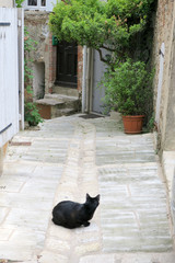 A black cat in an ancient medieval alley in France