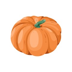 ripe pumpkin on white background. vector illustration.