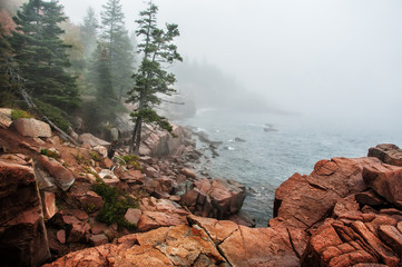 Coast of the Atlantic Ocean in the fog. Rocky beach with coniferous trees on the cliffs. Acadia National Park. Maine. USA. 
 - obrazy, fototapety, plakaty