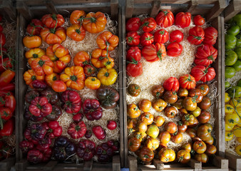 Farm tomatoes in boxes