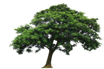 Tree isolated on white background