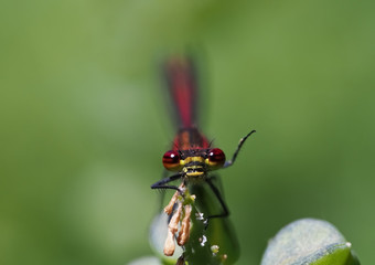 Frühe Adonislibelle (Frühe Adonisjungfer) winkt und schaut frontal in die Kamera