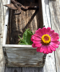 scissors pruning and flower on the wooden table