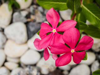 pink Catharanthus roseus on white rock background